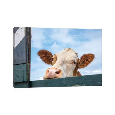 Peeking Cow by Clara Bastian - Print on Canvas