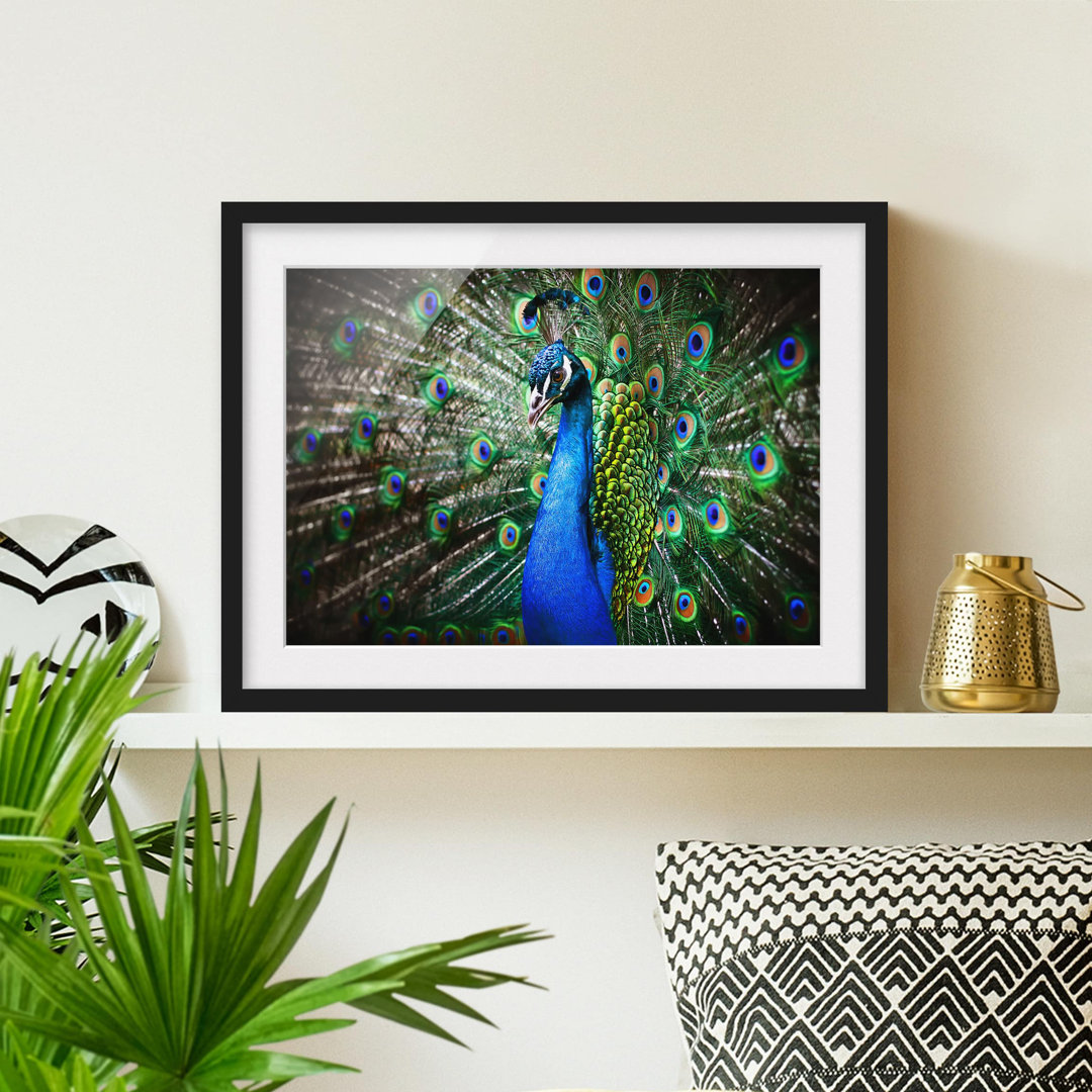 Gerahmtes Poster Elegant Peacock