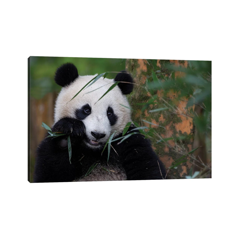 Bamboo Time by Alessandro Catta - Wrapped Canvas Painting, 66.04 cm H x 45.72 cm W x 3.175 cm D