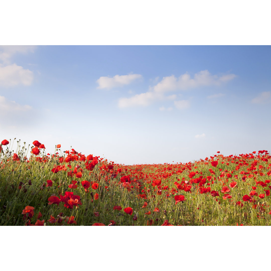 Mohnblumen Hintergrund von Andyroland - Drucken