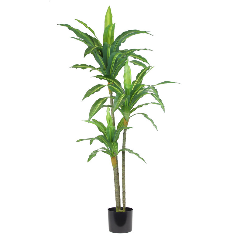 48 po Dracena plante variée