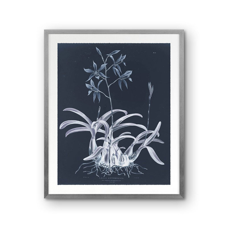 Laelia Autumnalis Print by Porter Design