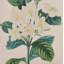  Coussin Floral