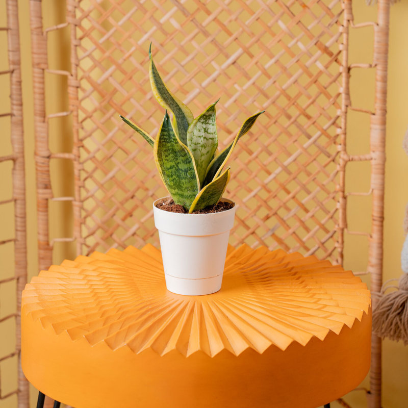 Snake Plant in Décor Planter