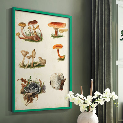 Reproduction encadrée «Mushroom Species X» - bois massif