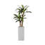 60.6'' Artificial Corn Plant In A Square Beige Fiberstone Planter