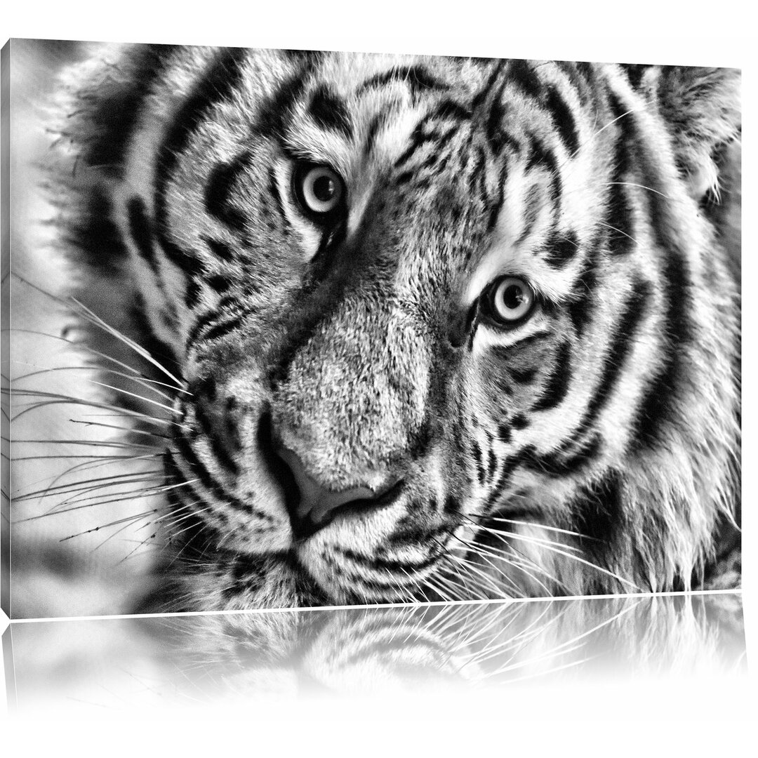 Leinwandbild Bildschöner Tiger in Monochrom