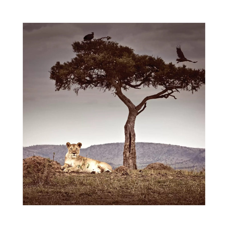 Observance I by Klaus Tiedge - Print on Canvas, Wrapped Canvas, 45.72 cm H x 45.72 cm W x 1.91 cm D
