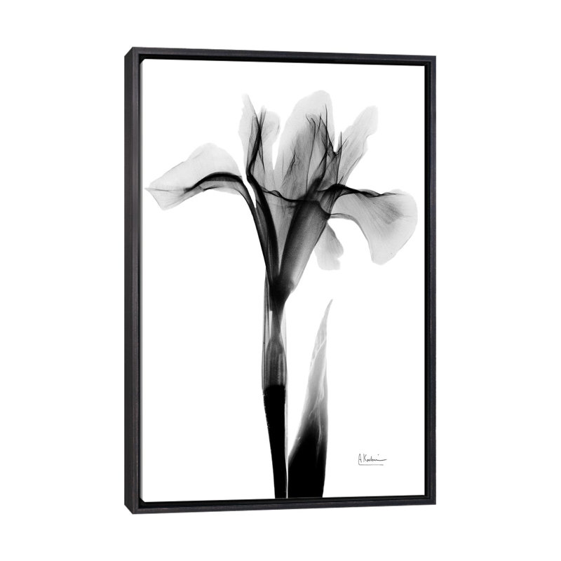 «Expressed Iris I» par Albert Koetsier, impression, Aucun mat, H 40 po x l 26 po x P 1,5 po, Toile avec cadre noir patiné