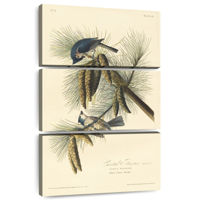 Brampt Crested Titmouse, 50" H x 32" W