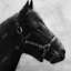 Gallopin le cheval - reproduction encadrée monochrome pour la décoration intérieure-1051173329-1051173325