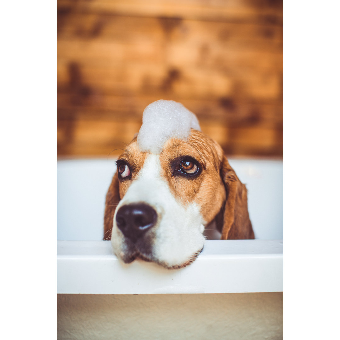 Beagle-Hund beim Baden