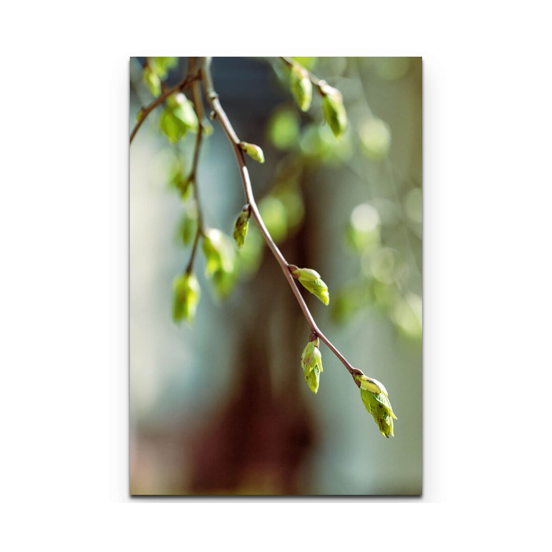 Leinwandbild Birch Branch with Buds