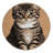 Washable Domestic Shorthair Cats Area Rug-642882471