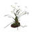 Clovis Orchid Drop-In