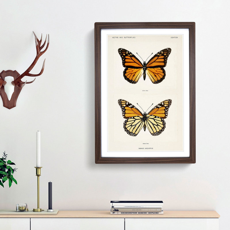 Monarch Butterfly by S.F. Denton - Picture Frame Graphic Art Print, Walnut Framed, 65cm H x 48cm W x 2cm D