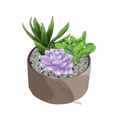 Jardinière succulente I 2886208