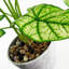 40cm Faux Plant in Planter