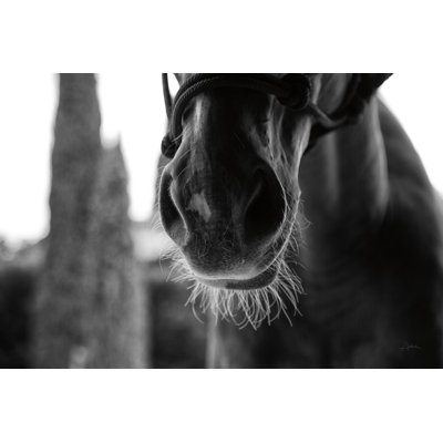 " Polo Pony Closeup " by Aledanda