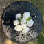 Arrangement d'hortensias blancs dans un vase