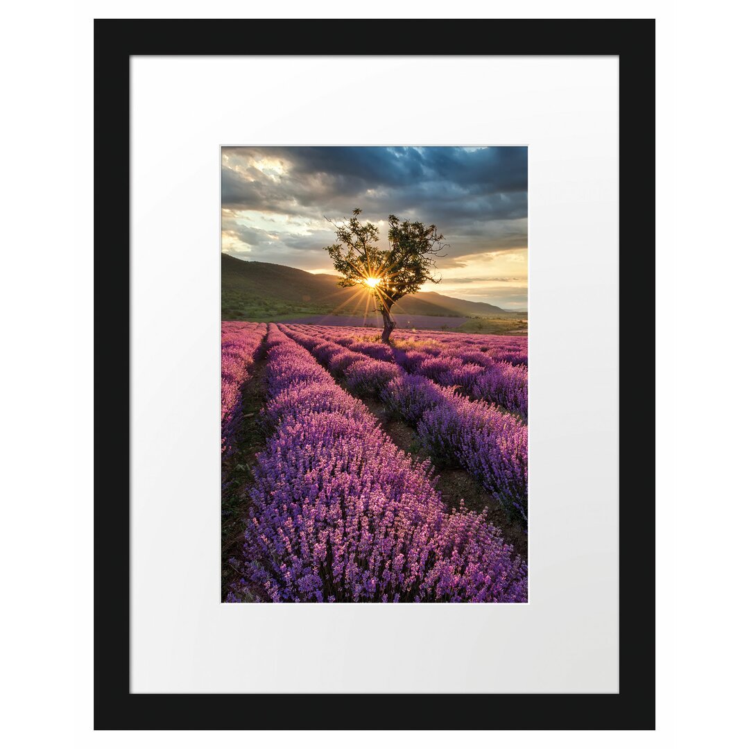 Gerahmtes Poster Lavendel Provence mit Baum