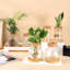 6 pièces terrarium de plantes de bureau avec plante en verre et couvercle en bois