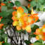 Artificial Arrangement-106401549
