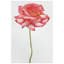« rose sur blanc », impression sur verre Rose