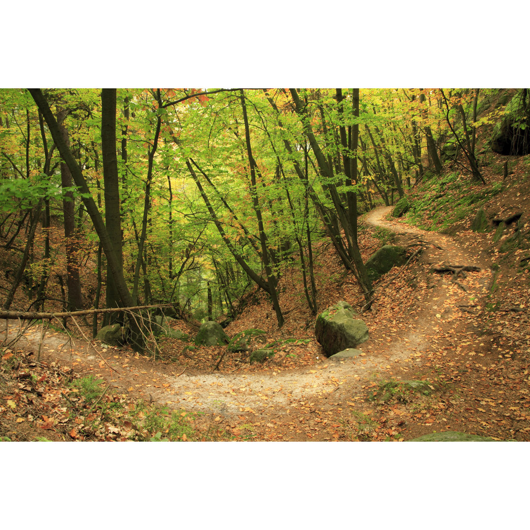 Herbstwald - Kunstdrucke auf Leinwand ohne Rahmen