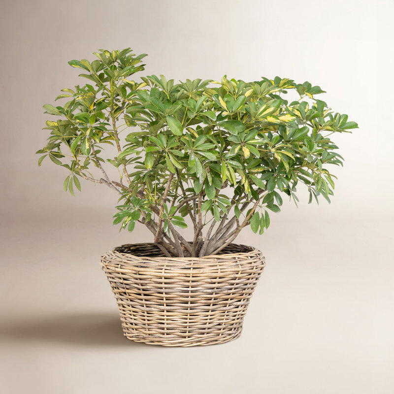 Round Cone Planter with Black Plastic Insert
