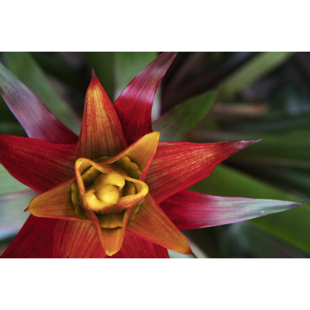 Leinwandbild Bromeliad Burst II