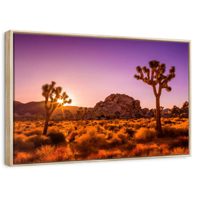 Sunlit Joshua Trees