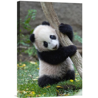 " Giant Panda Cub, Native To China "