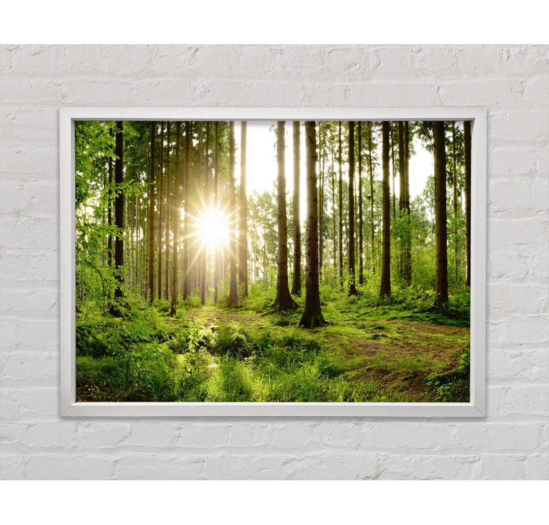 Sunshine In The Green Woodlands - Einzelner Bilderrahmen Kunstdrucke auf Leinwand