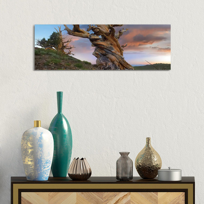 Foxtail Pine Tree, Twisted Trunk Of An Ancient Tree, Sierra Nevada, California II by Tim Fitzharris - Wrapped Canvas Panoramic Print