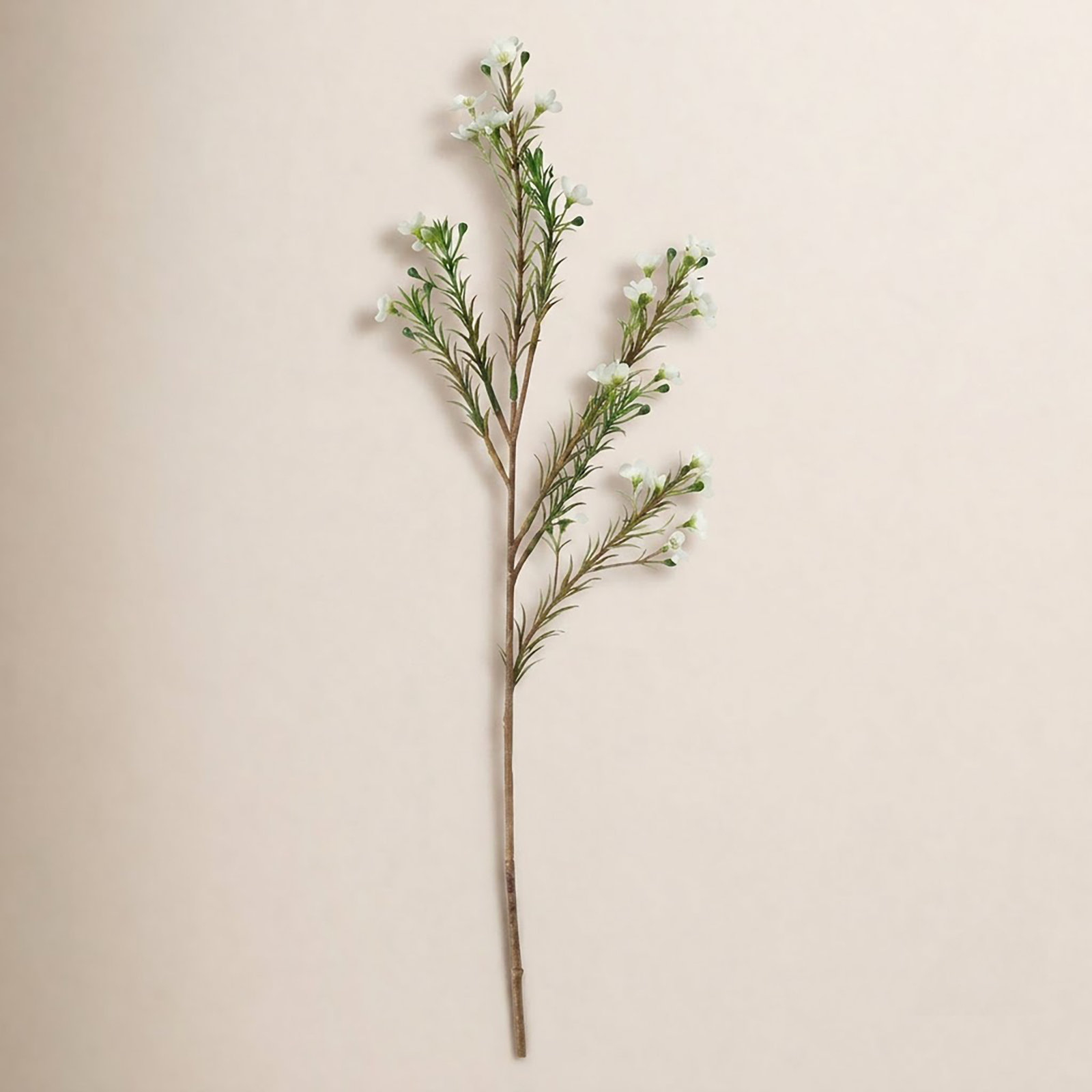 Audet Waxflower Stems, Cream