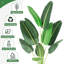 Plant-1534334906-1534334907