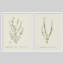 «Vintage Botanical Herb Study», ensemble de 2 reproductions d'art encadrées - Illustration de plante classique pour la salle à manger de la cuisine-125120618-125120621