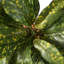 11 "plante Croton