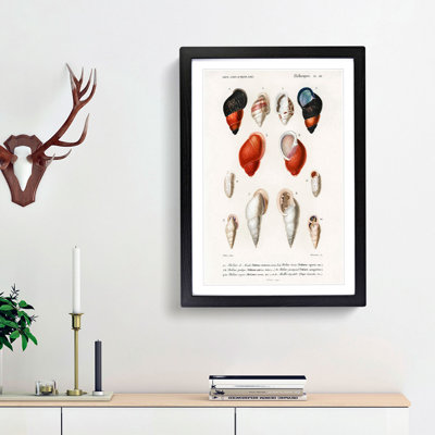 Mollusc Shell Illustrations PL. 20 by Charles D' Orbigny - Picture Frame Graphic Art Print
