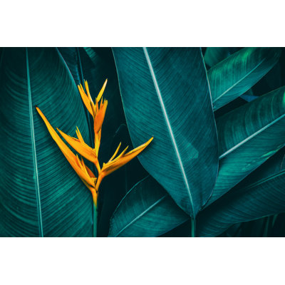 " Tropical Exotic Flower "