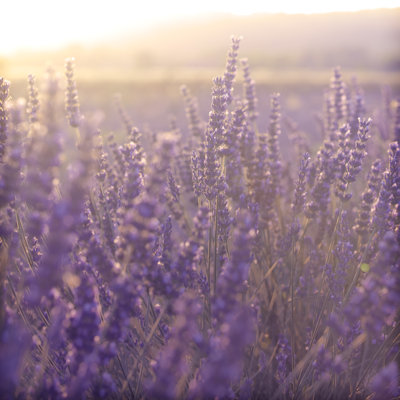 Lavender Field During Sunset by Pawel.Gaul