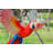 Scarlet Parrot Flying Statue