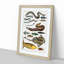 Various Fishes XXXIV by Oliver Goldsmith - Picture Frame Painting Print-55605210-55605213