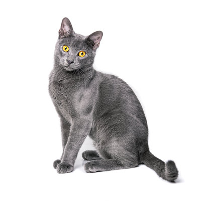 Jeune chat bleu russe aux yeux jaunes sur fond isolé par Drazen_