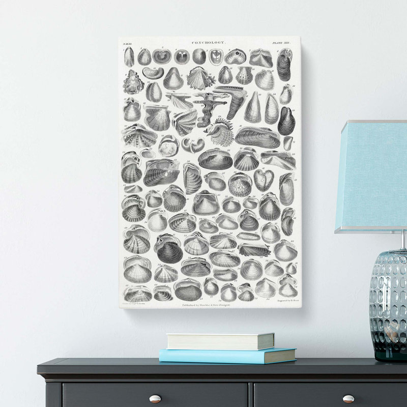 Study Of Mollusc Shells XXI by Oliver Goldsmith - Wrapped Canvas, 91cm H x 60cm W x 3cm D