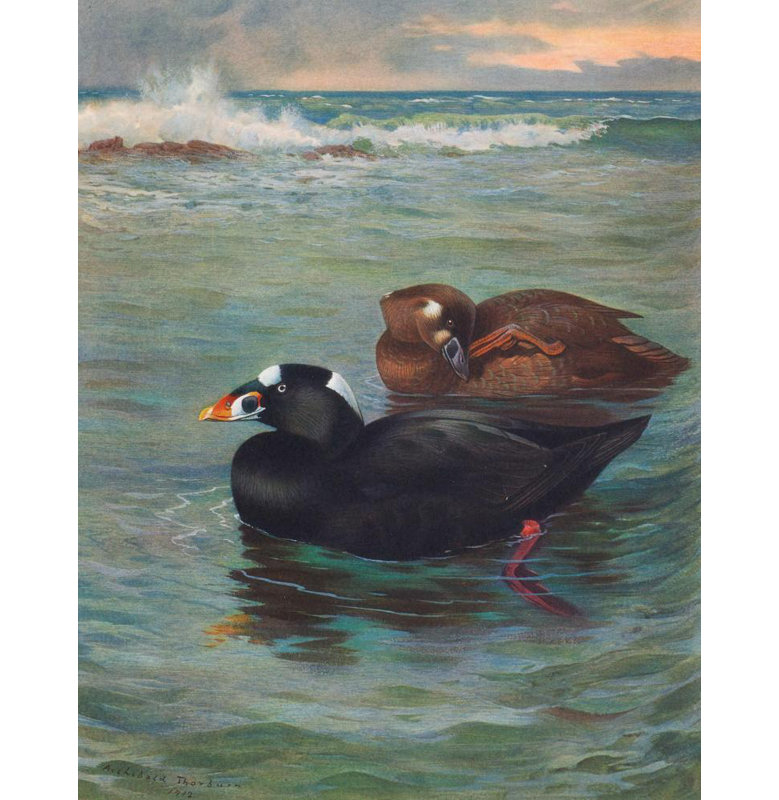 «Surf-Scoter» par Archibald Thorburn - Art mural sur toile tendue avec châssis, H 18 po x l 14 po