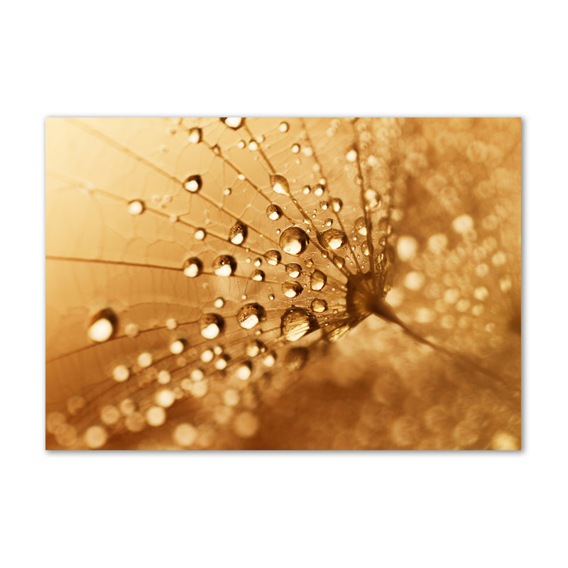 Dandelion - Wrapped Canvas Print