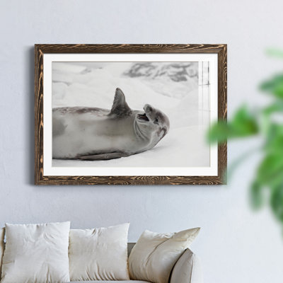 " Laughing Seal "