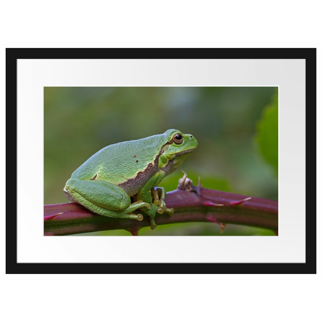 Gerahmtes Poster Kleiner Frosch auf Dornenast